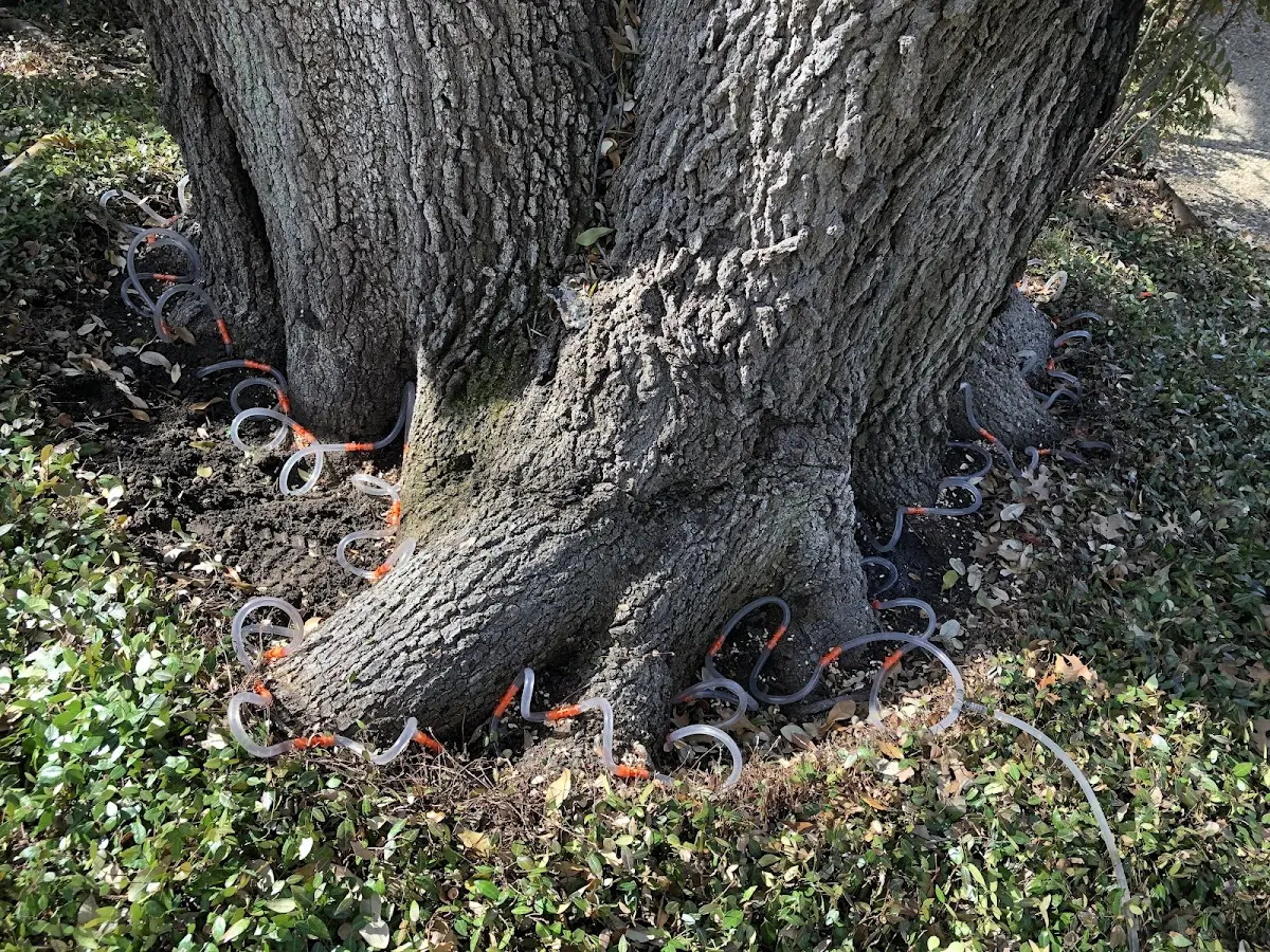 Detailed Tree Cabling and Bracing job site in Mineola