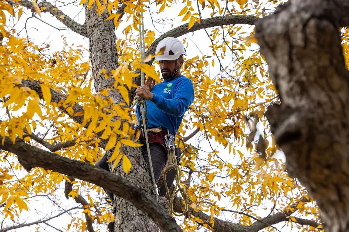 Skilled Tree Pruning crew working in Mineola