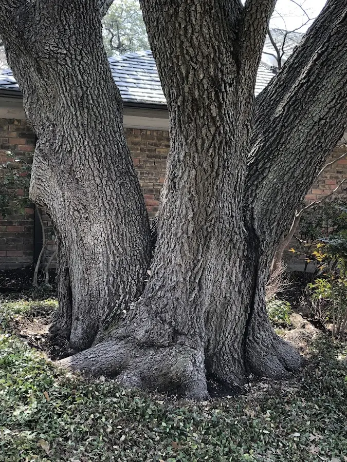 Mature heritage tree close to a Mineola property cared for by certified arborists